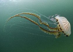 Compass jellyfish & juvenile whiting.
Connemara.
10.5mm. by Mark Thomas 